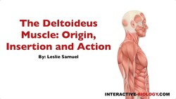 090 The Deltoideus Muscle: Origin, Insertion, and Action Instructional Video