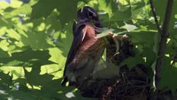 Biotic Factors in Ecosystems Instructional Video