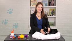 How to Keep Your Cat Off Counters Instructional Video