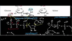 NEW! Hexokinase Physiology, Biochemistry, and Mechanism Instructional Video