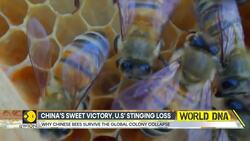 Why China's Bees Buzz While America's Fall Silent? 62% of U.S. Bees Gone News Clip