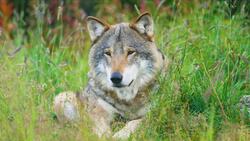 science kids dogs V1-0002 Instructional Video