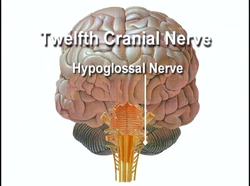 The Human Body Nervous Systems - Cranial Nerves Instructional Video