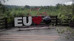 How Brazilian Farmers Harvest Million of Rare Jaboticaba Grapes Every Year Instructional Video