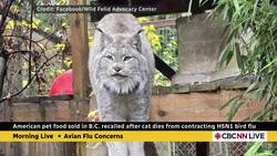 What’s the potential for avian flu to infect humans — and can we handle it? News Clip