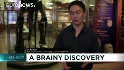 Fossil is “pickled” dinosaur brain say scientists News Clip