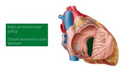 Right atrium and ventricle Instructional Video