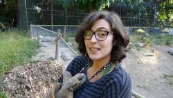 Zoologists bring extinct tortoises back to Rio de Janeiro  News Clip