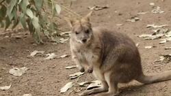 Baby Wallaby Leaves Mother's Pouch after 7 Months Instructional Video