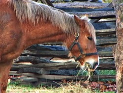 Describiendo la materia: volumen y masa Instructional Video