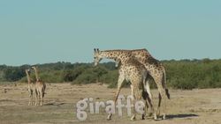 Zoo Animals!  Learn the animals at the Zoo for Kids Instructional Video