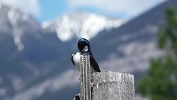 Tree Swallow Stock Footage