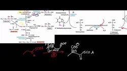 Methionine, Threonine Catabolism to Succinyl-S-CoA Instructional Video