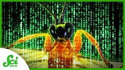 The Wasp That Reprograms Spiders Instructional Video