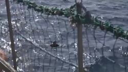 Migrant rescued trying to swim one mile to Malta Instructional Video