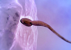 Conception Instructional Video