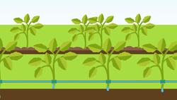 High Five Facts - Sustainable Agriculture Instructional Video