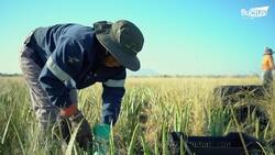 Inside South Africa's Millions $ Business of Harvesting & Processing Aloe Vera by Hand Instructional Video