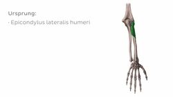 Musculus supinator Instructional Video
