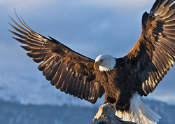 How Did Birds Evolve? Instructional Video