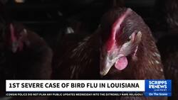 First severe case of bird flu in the US confirmed in Louisiana News Clip
