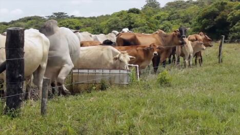 A Comprehensive Overview of Milk