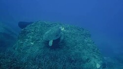 Happy cute sea turtle under water Stock Footage