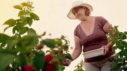 An elderly woman collects raspberries at sunset. Organic food. Stock Footage