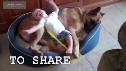 Things Dogs Teach Us - Guide To Living Instructional Video