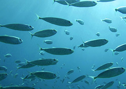 What is a Fish? Instructional Video