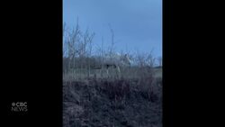 #TheMoment a rare white spirit moose was spotted in Alberta News Clip
