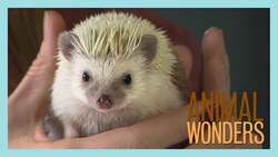 Meet and Greet: Prickle the Hedgehog Instructional Video