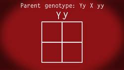 Punnett Squares Instructional Video