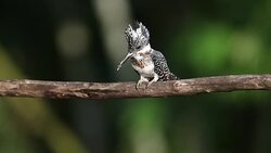 Kingfisher bird : adult Crested kingfisher (Megaceryle lugubris) Stock Footage