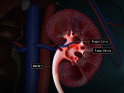 Human Excretory system – An Overview Instructional Video