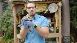 Check Out These Amazing Pixie Frogs! Instructional Video