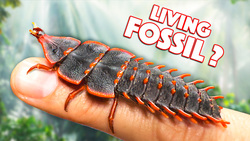 Prehistoric Trilobite Beetle Found Alive Instructional Video
