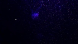 Close-up Jellyfish, Medusa in fish tank with neon light. Jellyfish is free-swimming marine coelenterate with a jellylike bell- or saucer-shaped body that is typically transparent. Stock Footage