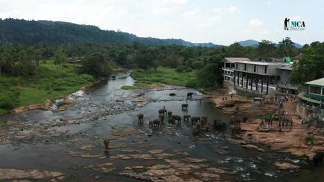 Discover the Pinnawala Elephant Orphanage in Sri Lanka