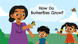 Lifecycycle of a butterfly Instructional Video
