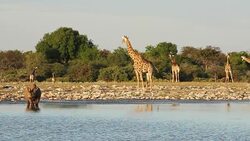 Black rhino drinking with giraffe in background. Stock Footage