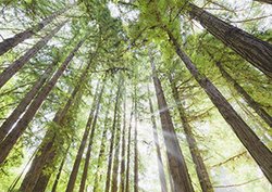 Giant redwoods Instructional Video