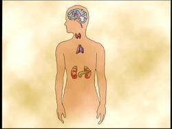 Nervous and Endocrine Systems: the Endocrine System Instructional Video