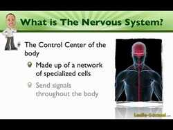 001 An Introduction to the Nervous System Instructional Video