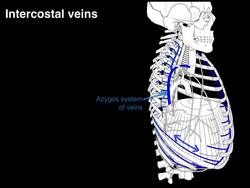 Intercostal veins Instructional Video