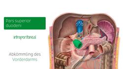 Duodenum Instructional Video