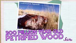 How Plastic Hurts the World Instructional Video