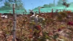 VOICED : Sol, aridez y altura del desierto de Atacama en Chile en una copa de vino News Clip