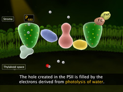 Light reaction Instructional Video