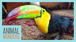 Another Surgery for Zeema the Toucan Instructional Video